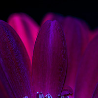 Buy canvas prints of Close up of purple/red flower petals, back lit by Gary Parker
