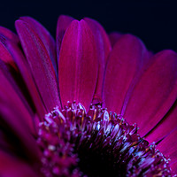 Buy canvas prints of Close up of purple/red flower petals, back lit by Gary Parker