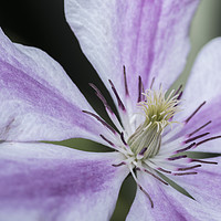 Buy canvas prints of Close up of a purple and white Clematis	  by Gary Parker