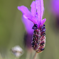 Buy canvas prints of Single Lavender flower, isolated by Gary Parker