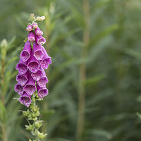 Buy canvas prints of Foxglove flower in bloom, in its natural habitat by Gary Parker