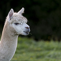 Buy canvas prints of Close up of an Alpaca, chewing grass by Gary Parker