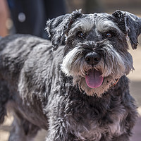 Buy canvas prints of A Miniature Schnauzer by Gary Parker