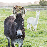 Buy canvas prints of A brown donkey, with a Alpaca by Gary Parker
