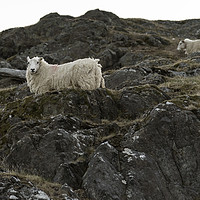 Buy canvas prints of Sheep, grazing on a rocky mountainside, in Wales by Gary Parker