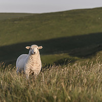 Buy canvas prints of A single lamb, looking directly at the camera by Gary Parker