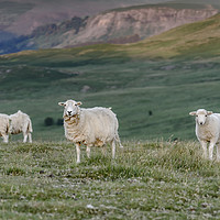 Buy canvas prints of Sheep grazing in the natural landscape of Wales by Gary Parker