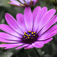 Buy canvas prints of Purple flower, Osteospermum - Margarita Dark Pink by Gary Parker