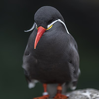 Buy canvas prints of An Inca Tern, perched on a rock by Gary Parker