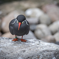 Buy canvas prints of Inca Tern, perched on a rock	  by Gary Parker