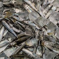 Buy canvas prints of The fish are being sold in a market by Gary Parker