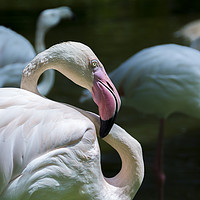Buy canvas prints of Flamingo, light pink in color by Gary Parker