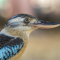 Buy canvas prints of Blue winged Kookaburra by Gary Parker