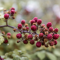 Buy canvas prints of Red blackberry's coming into bloom by Gary Parker