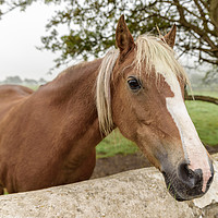 Buy canvas prints of Brown horse, saying hello by Gary Parker
