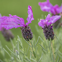 Buy canvas prints of Lavender flower in bloom by Gary Parker
