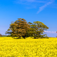 Buy canvas prints of A large tree in a field of yellow rapeseed by Gary Parker