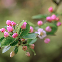 Buy canvas prints of Beautiful pink Apple blossom, in bud by Gary Parker