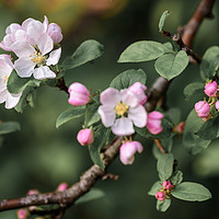 Buy canvas prints of Beautiful, pink and white Apple blossom, in bloom  by Gary Parker