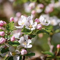 Buy canvas prints of Beautiful, pink and white Apple blossom, in bloom  by Gary Parker
