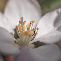 Buy canvas prints of Close up of an Apple blossom, in full bloom.   by Gary Parker