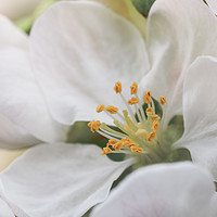 Buy canvas prints of Close up of an Apple blossom, in full bloom.   by Gary Parker