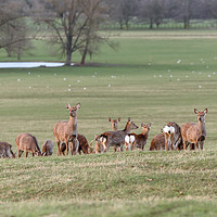 Buy canvas prints of Group of Manchurian Sika Deer, in Woburn, England  by Gary Parker