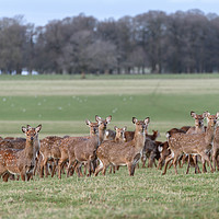 Buy canvas prints of Herd of Manchurian Sika Deer, in Woburn, England  by Gary Parker