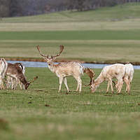 Buy canvas prints of Stag Manchurian Sika Deer, In Woburn Park  by Gary Parker