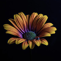 Buy canvas prints of Close up of an Orange African Daisy  by Gary Parker