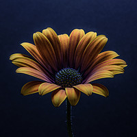 Buy canvas prints of Close up of an Orange African Daisy. by Gary Parker