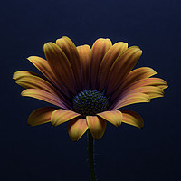 Buy canvas prints of Close up of an Orange African Daisy  by Gary Parker