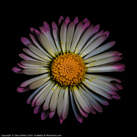 Buy canvas prints of Daisy by Gary Parker
