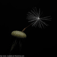 Buy canvas prints of Dandelion head with a single seed, isolated against a black background	 by Gary Parker