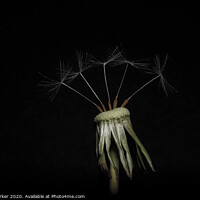 Buy canvas prints of Dandelion head with five seeds, isolated against a black background	 by Gary Parker