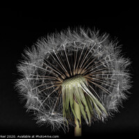 Buy canvas prints of Dandelion head with multiple seeds, isolated against a black background	 by Gary Parker