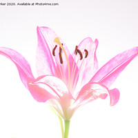 Buy canvas prints of A single, pink Lilly, in blossom by Gary Parker