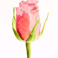 Buy canvas prints of A single, pink Rose by Gary Parker
