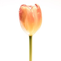 Buy canvas prints of A single, pink Tulip by Gary Parker