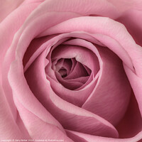Buy canvas prints of close up of pink rose	 by Gary Parker
