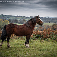 Buy canvas prints of A beautiful brown horse, standing majestically in the landscape	 by Gary Parker