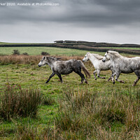 Buy canvas prints of Three wild horses, galloping through the countryside, on an autumn day	 by Gary Parker