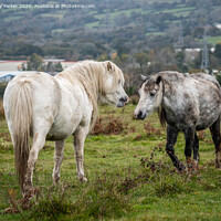 Buy canvas prints of Two wild horses, showing each other affection, on an autumn day	 by Gary Parker
