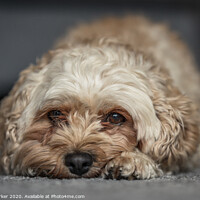 Buy canvas prints of Cute Cavapoochon lying on the floor, looking directly towards the camera by Gary Parker