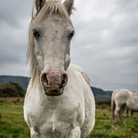 Buy canvas prints of A single white, wild horse in the rural landscape of Wales. The autumn day is cloudy	 by Gary Parker