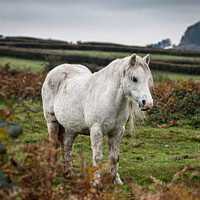 Buy canvas prints of A single white, wild horse in the rural landscape of Wales. The autumn day is cloudy	 by Gary Parker