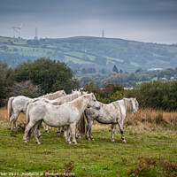 Buy canvas prints of A herd of wild horses, in the Welsh landscape. by Gary Parker
