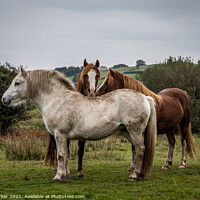 Buy canvas prints of A herd of wild horses, in the Welsh landscape. It is autumn and the sky is cloudy	 by Gary Parker