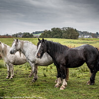 Buy canvas prints of A herd of wild horses, in the Welsh landscape. It is autumn and the sky is cloudy	 by Gary Parker