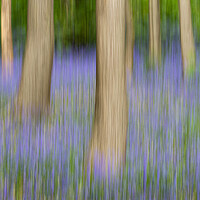 Buy canvas prints of Bluebells by Mark S Rosser